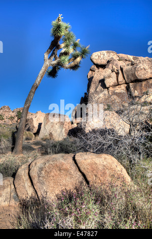 Alberi di Joshua e formazioni rocciose, Joshua Tree National Park, California Stati Uniti d'America Foto Stock