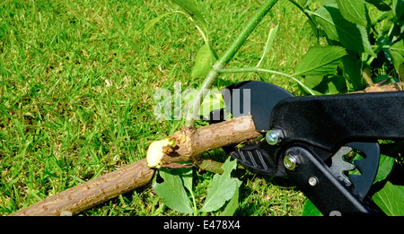 Un potatore viene impiegato per il taglio di un ramo di albero in pezzi più piccoli England Regno Unito Foto Stock