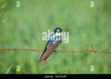 Un albero maschio Swallow (Tachycineta bicolore) appollaiato sul filo spinato. Lago Beaverhill, Alberta, Canada. Foto Stock