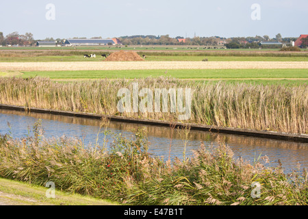 Tipici terreni agricoli olandese con il verde dei prati e dei canali Foto Stock