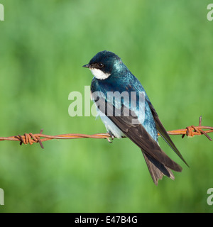 Un albero maschio Swallow (Tachycineta bicolore) appollaiato sul filo spinato. Lago Beaverhill, Alberta, Canada. Foto Stock