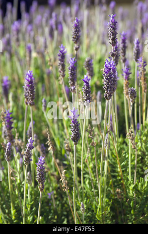 Primo piano di bellissimi fiori di lavanda in un campo su una soleggiata giornata di primavera Foto Stock