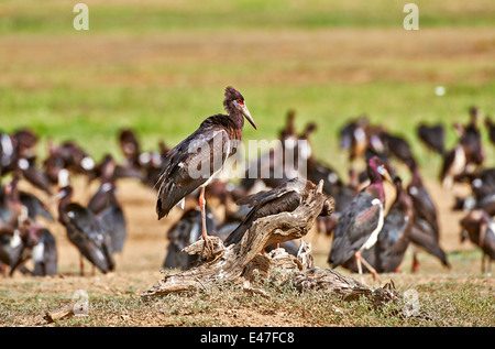 La Abdim Stork, Ciconia abdimii, Kgalagadi Parco transfrontaliero, il Kalahari, Sud Africa, Botswana, Africa Foto Stock