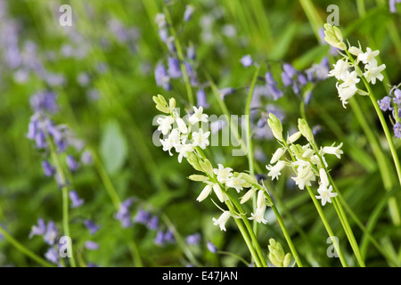 Blu e bianco Bluebells inglese nel lussureggiante fogliame verde su una soleggiata mattina di primavera, bosco scena o soleggiato giardino primavera confine. Foto Stock