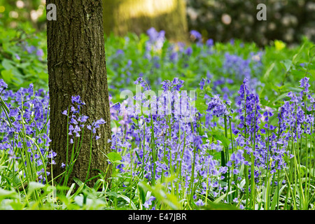 Bluebell legno, bluebells nel verde lussureggiante fogliame di bosco su una soleggiata mattina di primavera. Foto Stock