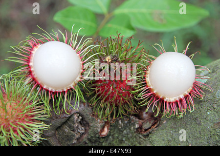 Rambutan fresco su albero in frutteti. Foto Stock