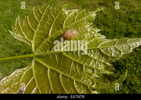 Lumaca di piccole dimensioni sulla foglia. Foto Stock