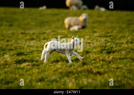 Molla di allevamento agnello giocando in esecuzione con la gioia della molla in mezzo a un gregge di pecore nel campo Foto Stock