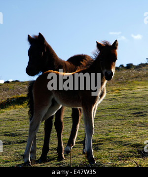 Dartmoor pony, mares & puledri su Haytor giù, visualizzazione verticale di due puledri baby blue sky & sole Foto Stock