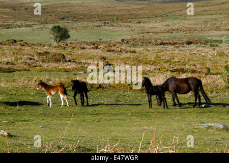 Dartmoor pony, fattrici e puledri in Hay tor giù, puledro crèche Wild & free cavalli sulla brughiera, spazi aperti Foto Stock