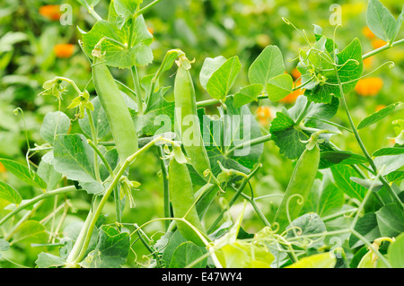 Boccola di piselli con baccelli giovani crescente Foto Stock