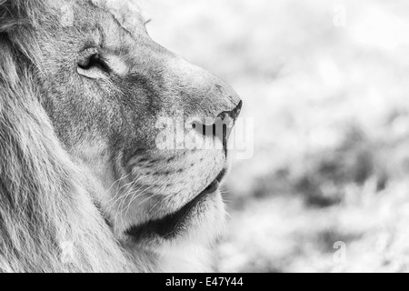 Bianco e nero ritratto di Lion Foto Stock