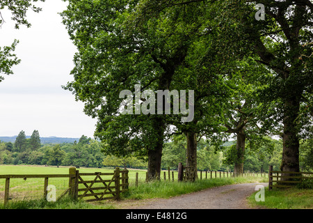 Vista generale dell'Ayrshire campagna con un paese percorso attraverso gli alberi e la vista attraverso i campi, Ayrshire, in Scozia, Regno Unito Foto Stock