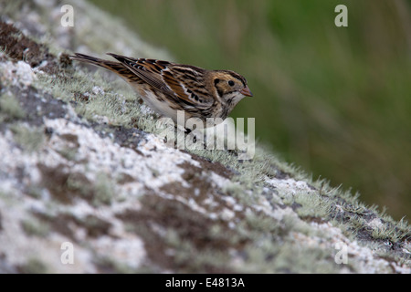 Un adulto inverno Lapponia Bunting su un lichen coperto rock, St Marys, isole Scilly, Cornwall, Regno Unito. Foto Stock