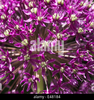 Primo piano di un viola Allium testa di fiori in un giardino di Cheshire England Regno Unito Regno Unito Foto Stock