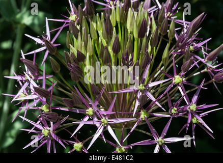 Primo piano di un viola Allium testa di fiori in un giardino di Cheshire England Regno Unito Regno Unito Foto Stock