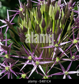 Primo piano di un viola Allium testa di fiori in un giardino di Cheshire England Regno Unito Regno Unito Foto Stock