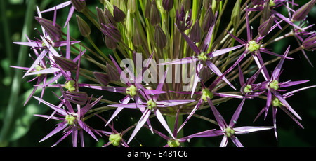 Primo piano di un viola Allium testa di fiori in un giardino di Cheshire England Regno Unito Regno Unito Foto Stock