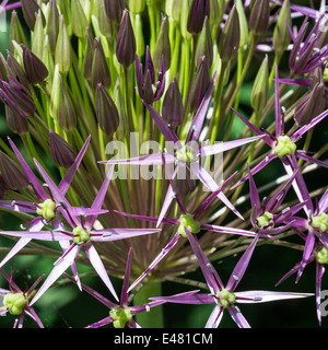 Primo piano di un viola Allium testa di fiori in un giardino di Cheshire England Regno Unito Regno Unito Foto Stock