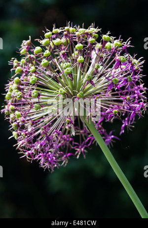 Primo piano di un viola Allium testa di fiori in un giardino di Cheshire England Regno Unito Regno Unito Foto Stock