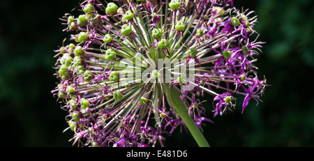 Primo piano di un viola Allium testa di fiori in un giardino di Cheshire England Regno Unito Regno Unito Foto Stock