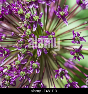 Primo piano di un viola Allium testa di fiori in un giardino di Cheshire England Regno Unito Regno Unito Foto Stock