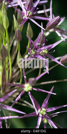 Primo piano di un viola Allium testa di fiori in un giardino di Cheshire England Regno Unito Regno Unito Foto Stock