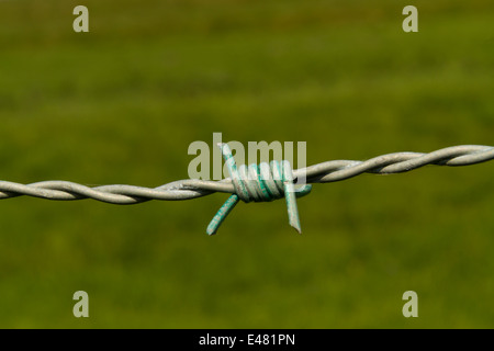 Filo spinato, barb wire, bobbed filo filo di bob, close up macro di barb con sfondo verde. Foto Stock