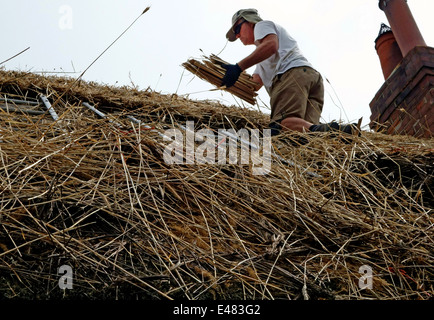 Master thatcher lavorando sul nuovo tetto in Somerset, Inghilterra Foto Stock