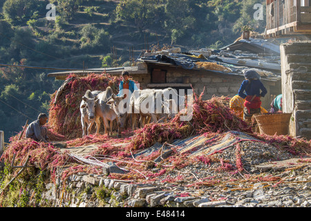 Ragazzo adolescente amaranto di trebbiatura con giovenchi danneggiando il prodotto raccolto, Uttarakhand, India. Foto Stock