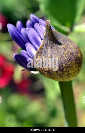 Agapanthus bud apertura, primi di luglio, UK: Agapanthus Stella di mezzanotte. Foto Stock