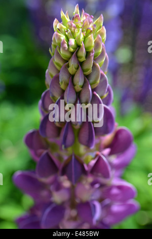 Lupin Gallery Blu fiore in giardino, close-up Foto Stock