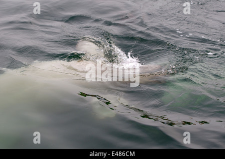 Balene beluga o balena bianca (Delphinapterus leucas) Mare del Giappone, Estremo Oriente, di Primorye, Primorsky Krai, Russia Foto Stock