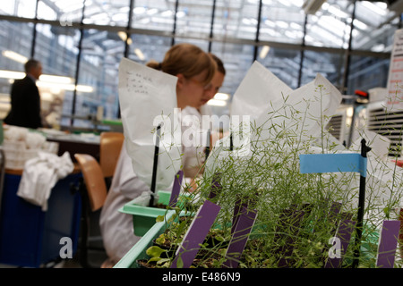 Max Planck Institute of Molecular Plant Physiology Foto Stock