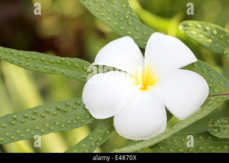 White plumeria su foglie verdi sfondo nel giardino. Foto Stock