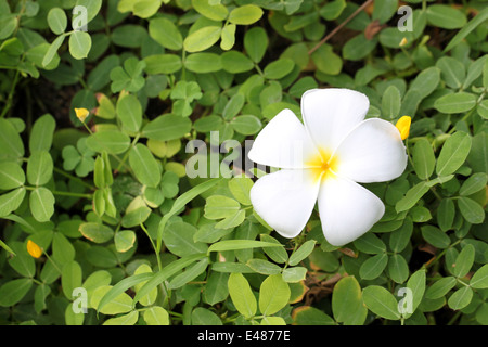 White plumeria su foglie verdi sfondo nel giardino. Foto Stock