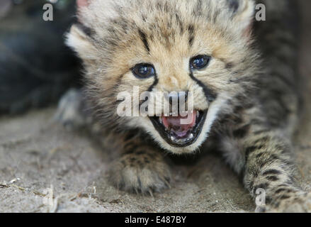 ARNHEM - sei giovani ghepardi sono Venerdì 4-7-2014 scheggiati, sessuati (genere specificato) e dewormed in hamburger' Zoo nella città olandese di Arnhem. È la prima volta in Arnhem zoo che un ghepardo-sextuplets è nato. Normalmente questi predatori ottenere due fino a cinque giovani. Un six pack è completamente unico in un zoo. Essa mostra che ci sono tre ragazzi e tre ragazze. Gli animali sono nati il 24 maggio, ma la disorganizzazione del riposo in box le prime settimane può portare alla morte dei cuccioli. Ecco perché venerdì è scelto per le procedure mediche. Extra speciale è che il sextuplets anche essere il primo dei ragazzi di Foto Stock