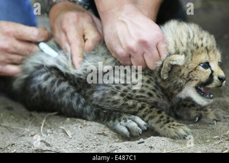 ARNHEM - sei giovani ghepardi sono Venerdì 4-7-2014 scheggiati, sessuati (genere specificato) e dewormed in hamburger' Zoo nella città olandese di Arnhem. È la prima volta in Arnhem zoo che un ghepardo-sextuplets è nato. Normalmente questi predatori ottenere due fino a cinque giovani. Un six pack è completamente unico in un zoo. Essa mostra che ci sono tre ragazzi e tre ragazze. Gli animali sono nati il 24 maggio, ma la disorganizzazione del riposo in box le prime settimane può portare alla morte dei cuccioli. Ecco perché venerdì è scelto per le procedure mediche. Extra speciale è che il sextuplets anche essere il primo dei ragazzi di Foto Stock