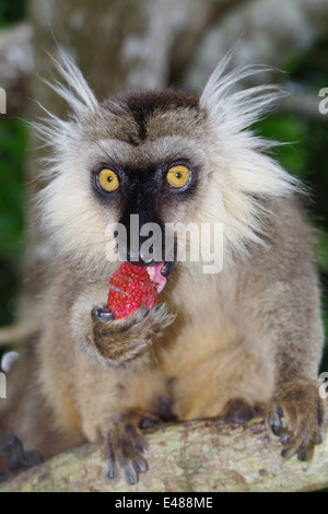 Un maschio di Sanford il lemure marrone - Eulemur sanfordi Foto Stock