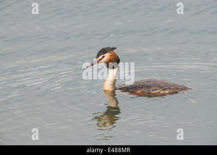 Svasso maggiore (Podiceps cristatus). Piscina per adulti. Foto Stock