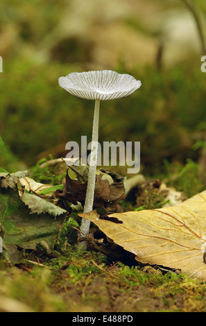 La Lepre è piede inkcap - Coprinus lagopus Foto Stock