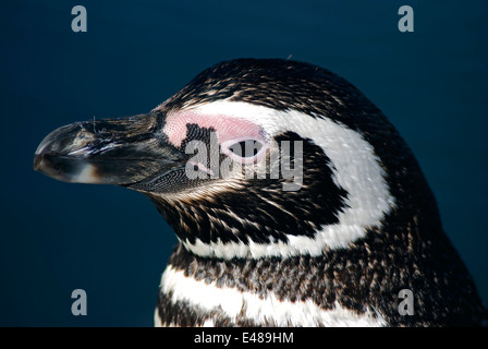 Pinguini di Magellano. Parco Nazionale di Torres del Paine Cile. Foto Stock