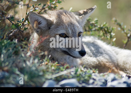 La Volpe grigia Patagonia Close Up, Torres de Paine National Park Foto Stock