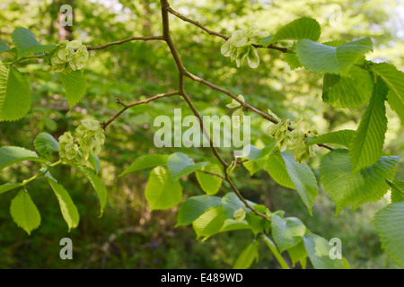 Samara o semi alati di Ulmus glabra, Wych Elm , Galles, UK. Foto Stock