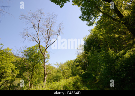 Unione frassino, Fraxinous excelsior, fine flushing in primavera, temperato bosco stagionali, ales, REGNO UNITO Foto Stock