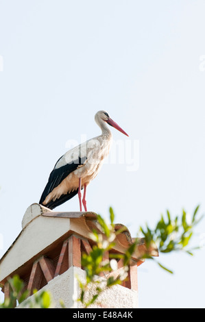 Stork in appoggio sulla parte superiore della casa Foto Stock