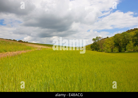 Pioggia nuvole al di sopra di un campo di orzo verde in un paesaggio estivo sulla Yorkshire wolds vicino Brubberdale. Foto Stock