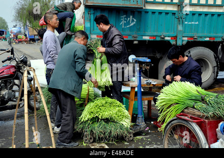 PENGZHOU, Cina:caricamento agricoltori appena raccolte verdi aglio sul camion a un agricoltore di co-operativa sul mercato all'ingrosso Foto Stock