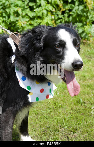 West Tanfield, nello Yorkshire, Regno Unito. 5 Luglio, 2014. Border Collie con red spotted bib. Credito: Mar fotografico/Alamy Live News. Foto Stock