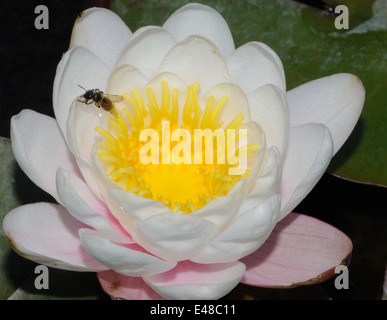 Una piccola ape solitaria su una ninfea bianca (Nymphaea alba) fiore. Bedgebury Forest, Kent, Regno Unito. Foto Stock